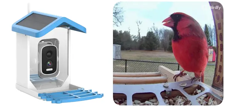 ChirpyCharm Camera 13